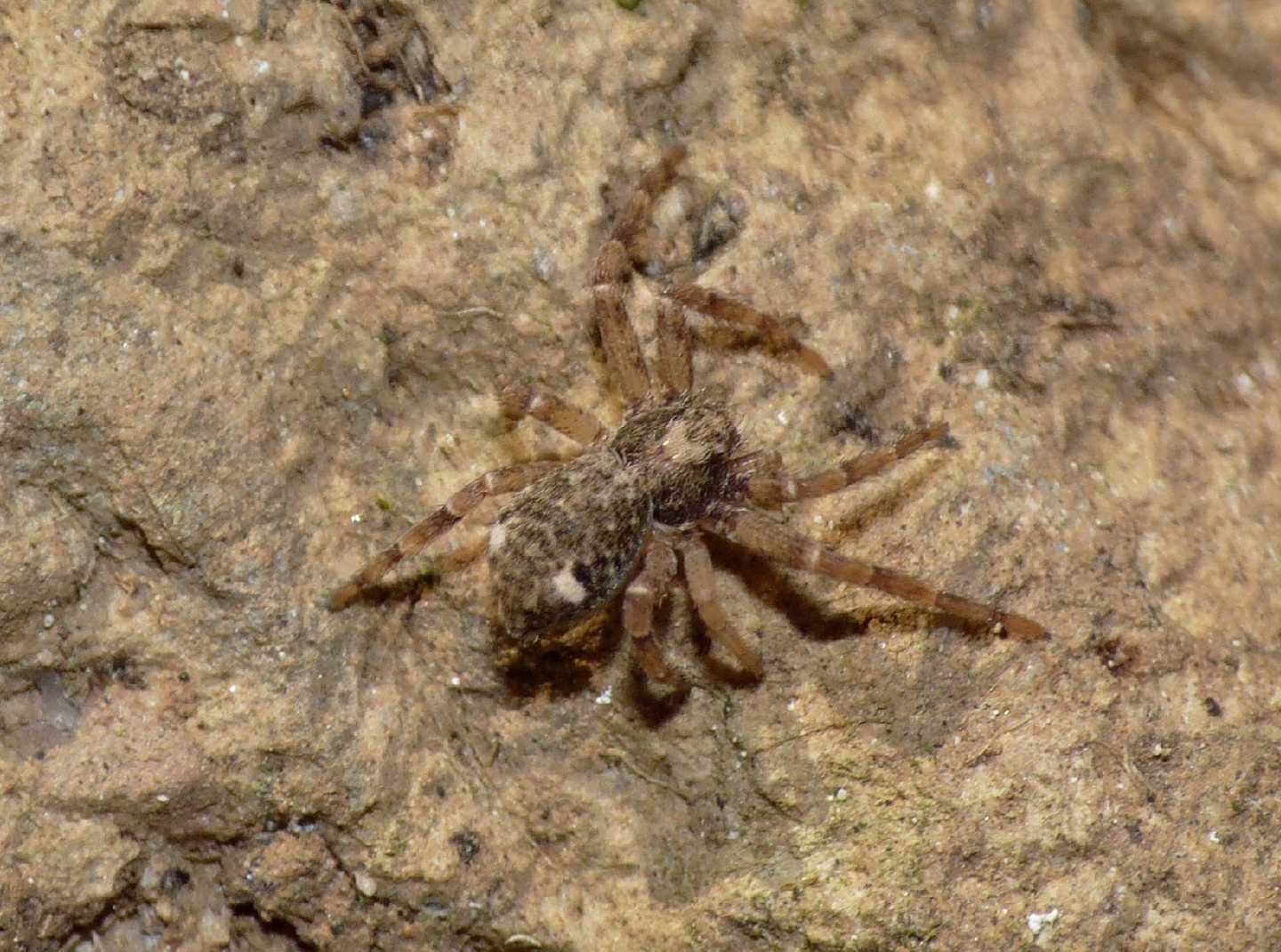 Giovane Philodromus